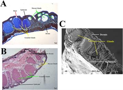 Amphibian-derived wound healing peptides: chemical molecular treasure trove for skin wound treatment